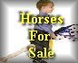 Appaloosa Horses for Sale